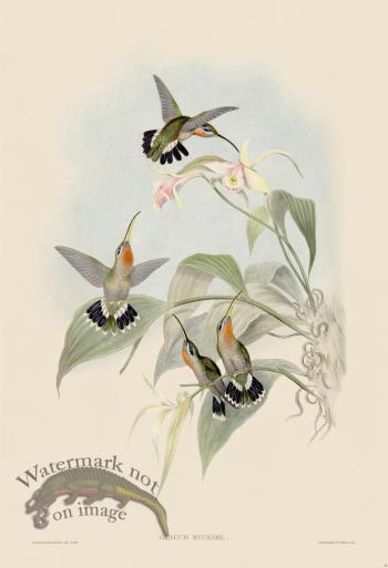 Gould Hummingbird 011